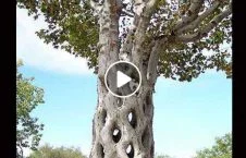 ویدیو/ تصاویری از عجیب ترین درختان جهان