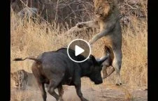 ویدیو/ حمله یک شیر به گاوها در سرک های هند