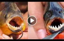 ویدیو/ تصاویری حیرت انگیز از ماهی های گوشتخوار