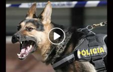 ویدیو/ دستگیری دریور متخلف توسط سگ تعلیم دیده