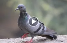 ویدیو/ رفتار دیوانه وار یک مرد با پرنده زخمی