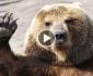ویدیو/ مبارزه ورزشکار روسی با یک خرس