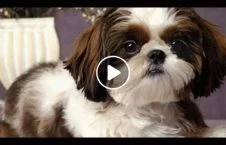 ویدیو/ حرکات باورنکردنی یک سگ برای مراقبت از اطفال