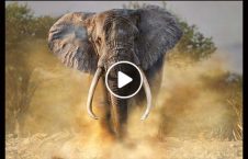 ویدیو حمله فیل خشمگین لاری 226x145 - ویدیو/ لحظه حمله فیل خشمگین به لاری
