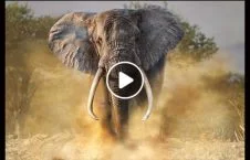 ویدیو/ لحظه حمله فیل خشمگین به لاری