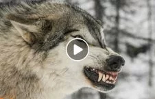 ویدیو/ لحظه حمله گرگ های وحشی به سگ ها