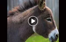 ویدیو/ زجر دادن وحشیانه حیوانات توسط دریور لاری