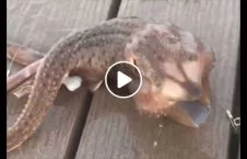 ویدیو/ صید یک حیوان عجیب الخلقه از بحر