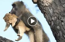 ویدیو/ اقدام عجیب بوزینه پس از دزدیدن یک بچه شیر