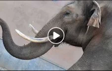 ویدیو/ لحظه نجات یک فیل از داخل چاه آب