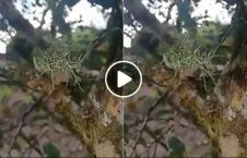 ویدیو/ کشف یک حیوان عجیب الخلقه در جنگل های هند