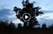 ویدیو/ لحظه سقوط درخت روی یک موتر