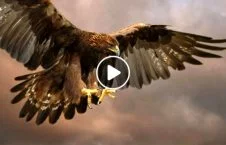 ویدیو/ شکار باورنکردنی کوسه ماهی توسط یک عقاب