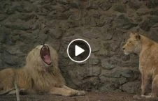 ویدیو/ شیر های باغ وحش کابل