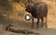 ویدیو مرگ دلخراش شیر گاومیش 226x145 - ویدیو/ مرگ دلخراش شیر توسط یک گاومیش