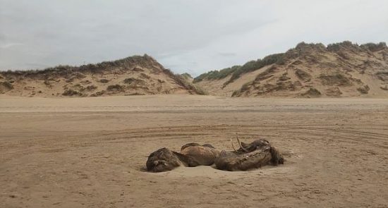 عجیب الخلقه بریتانیا 3 550x295 - کشف یک موجود عجیب الخلقه در سواحل بریتانیا + تصاویر