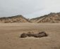 کشف یک موجود عجیب الخلقه در سواحل بریتانیا + تصاویر