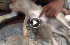 ویدیو/ تصاویری دردناک از شیرخوردن یک بچه خرگوش از جنازه مادرش