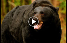 ویدیو/ وقتی که خرس هم از انسان ها می ترسد