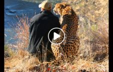 ویدیو/ رفاقت عجیب یک مرد شجاع با شیر و پلنگ