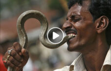 ویدیو/ زنده خوردن یک مار توسط مرد هندی