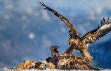 عقاب 226x145 - تصویری دیدنی از درگیری عقاب ها