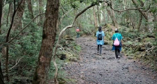 حقایق باورنکردنی از مرموزترین جنگل دنیا در جاپان + تصاویر