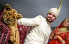 چوچه شیر پاکستان 226x145 - سوءاستفاده از حیوانات کمیاب در مراسم های ازدواج پاکستانی ها
