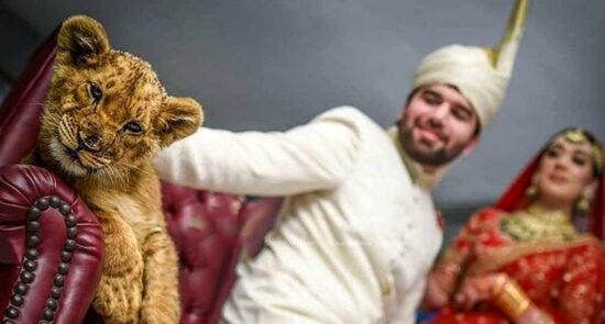 چوچه شیر پاکستان 550x295 - سوءاستفاده از حیوانات کمیاب در مراسم های ازدواج پاکستانی ها