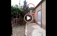 ویدیو طالبان بغلان سپر انسانی 226x145 - ویدیو/ استفاده طالبان از مردم بغلان به عنوان سپر انسانی