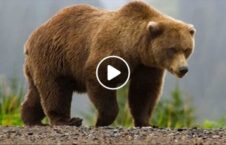 ویدیو درگیری دختر ۱۷ ساله خرس 226x145 - ویدیو/ لحظه درگیری دختر ۱۷ ساله با خرس