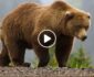 ویدیو/ لحظه درگیری دختر ۱۷ ساله با خرس