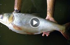 ویدیو/ روش بی رحمانه صید ماهی توسط طالبان