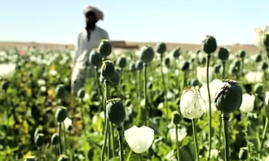 مواد مخدر1 - تصویر/ تداوم کشت مواد مخدر در افغانستان