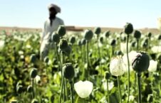 اظهارات سخنگوی طالبان درباره صادرات مواد مخدر از افغانستان