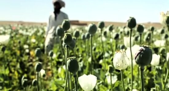 مواد مخدر1 550x295 - تاکید سازمان ملل بر مبارزه با مواد مخدر در افغانستان