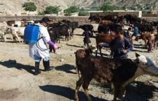 افزایش شمار مبتلایان به بیماری کنگو در افغانستان