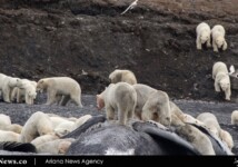خرس‌های قطبی  (4)