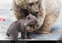 A Syrian brown bear cub plays with its mother in its enclosure. Three Syrian brown bear cubs were born at the zoo on 19 January
