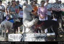 A protestor dressed as a dog with a greyhound dog at Sydney Park.