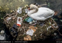 A swan nests in debris on a lake near Queen Louise’s bridge in central Copenhagen, Denmark.