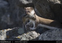 A weasel carries a rat in its jaws at Lake Kuyucuk in Kars, Turkey.