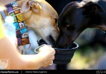 Two greyhounds drinking together during at the rally in Sydney Park.