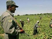 توافق افغانستان، قرغزستان و تاجیکستان در خصوص مبارزه با مواد مخدر