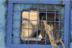 زندانی 1 150x100 - فرار ناکام یک زندانی از زندان مرکز ولایت جوزجان