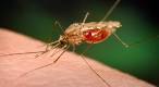 افزایش خطر ابتلا به بیماری ملاریا در کشور