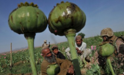 مواد مخدر1 - افزایش تولید و قاچاق مواد مخدر در افغانستان