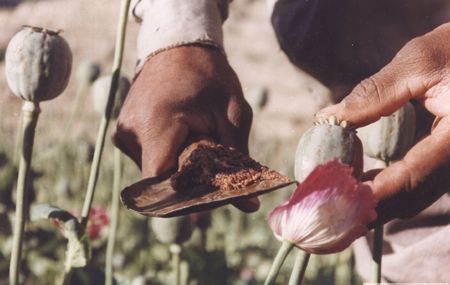 مافیای غرب عامل افزایش تولید و قاچاق  مواد مخدر در افغانستان