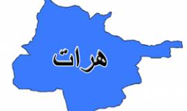 کشته شدن یک تن در ولایت هرات