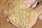 ذخیره سازی11 هزار تن گندم کشاورزان در انبارهای سیلوی بلخ